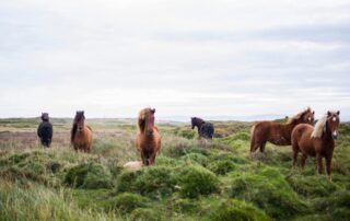 insulin-resistance-in-horses