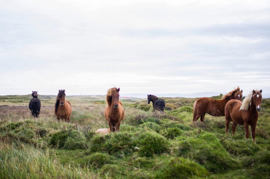 Equine Insulin Resistance