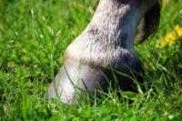 What is a Healthy Hoof?