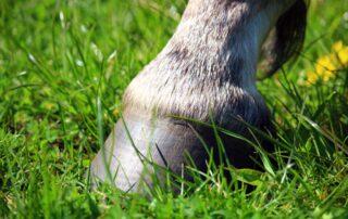 Healthy Hoof Mechanics