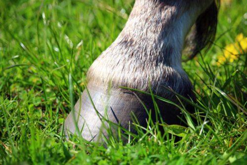 Healthy Hoof Mechanics