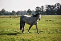 EGUS – Equine Gastric Ulcer Syndrome