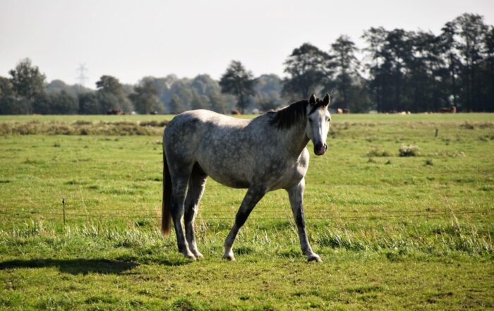 Equine Gastric Ulcer Syndrome