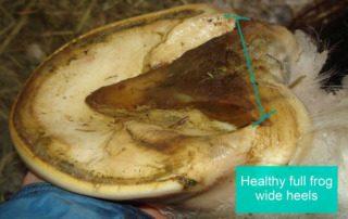Developing a Healthy Horse Frog