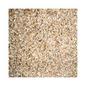 Barley Malt Sprouts