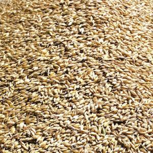 Barley Silage – 9% CP 60% NDF