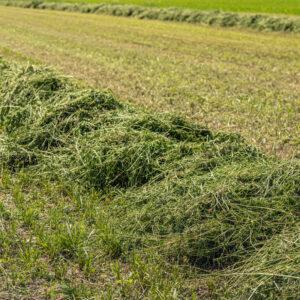 Clover Silage – 19% CP 47% NDF