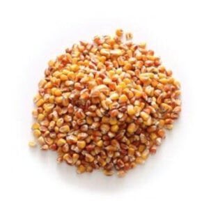 Corn Grain – Whole