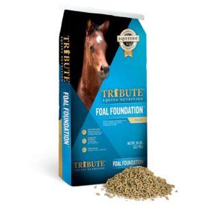 Foal Foundation (Tribute Equine)