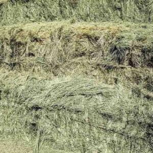 Hay Bermuda – 15% CP 55% NDF