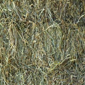 Hay Grass – 7% CP 72% NDF