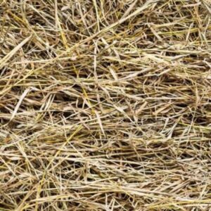 Hay Pangola – 9% CP 70% NDF