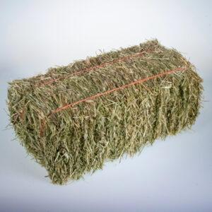 Hay Rye Grass – 12% CP 60% NDF