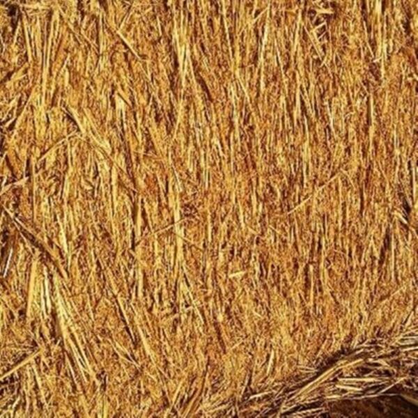 Hay Sorghum Sudan – 9% CP 68% NDF