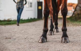 horse hoof growth equine nutrition