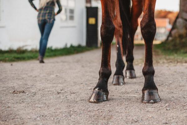 horse hoof growth equine nutrition