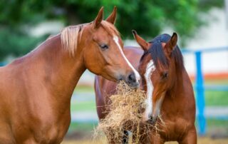 Feeding Horses Mineral Vitamin Supplement
