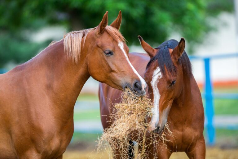 Feeding Horses Mineral Vitamin Supplement