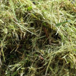 Orchard Silage – 8% CP 65% NDF