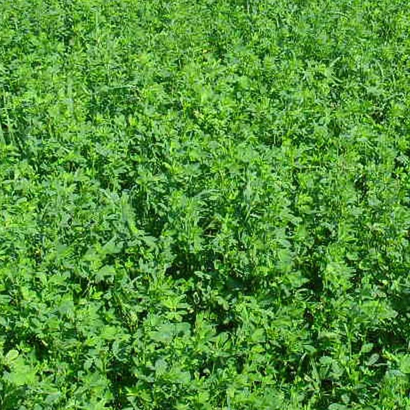 Pasture Alfalfa – 17% CP 43% NDF