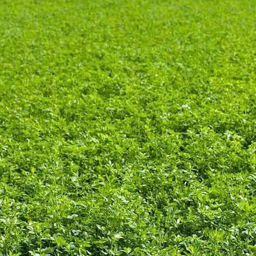 Pasture Alfalfa – 17% CP 46% NDF