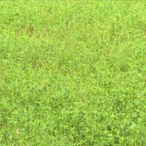 Pasture Alfalfa – 20% CP 37% NDF