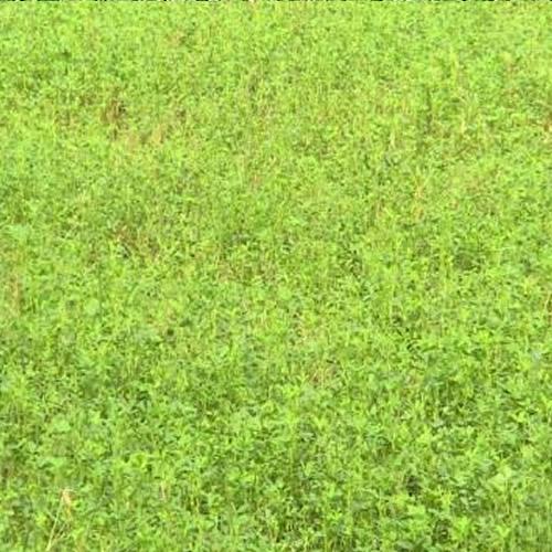 Pasture Alfalfa – 20% CP 37% NDF