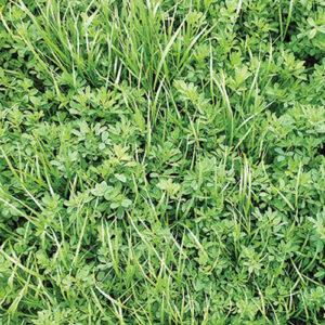 Pasture Alfalfa – 20% CP 40% NDF
