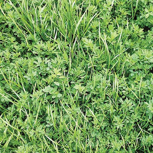 Pasture Alfalfa – 20% CP 40% NDF