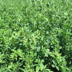 Pasture Alfalfa – 25% CP 32% NDF
