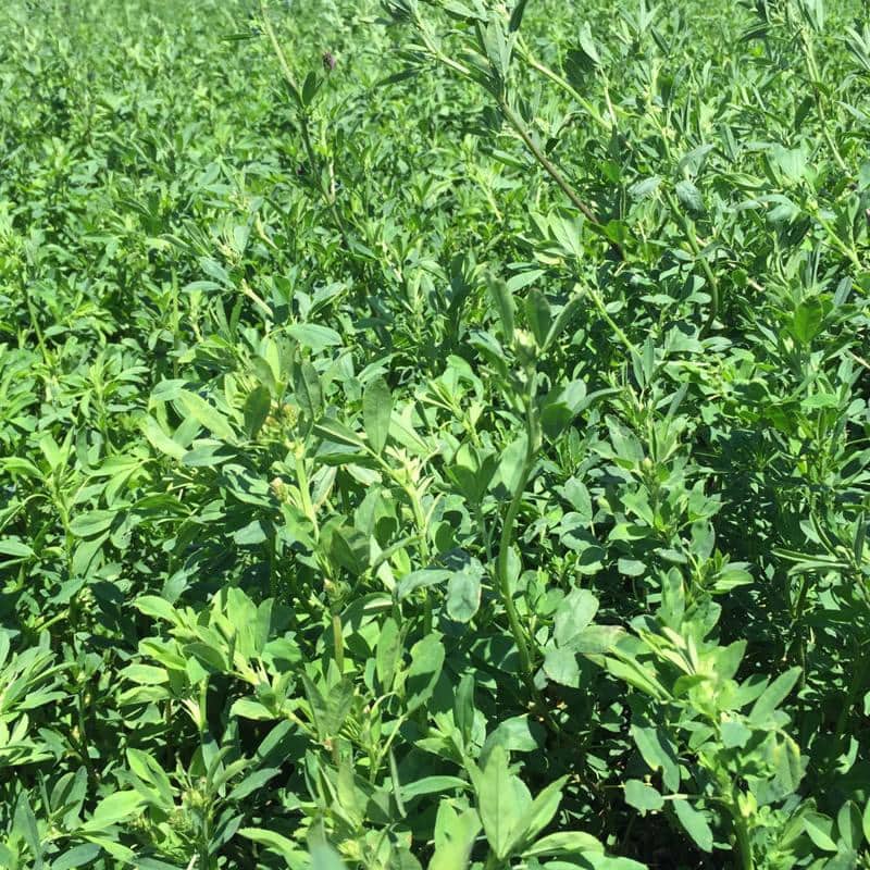 Pasture Alfalfa – 25% CP 32% NDF