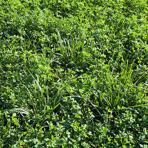 Pasture Alfalfa – 25% CP 35% NDF