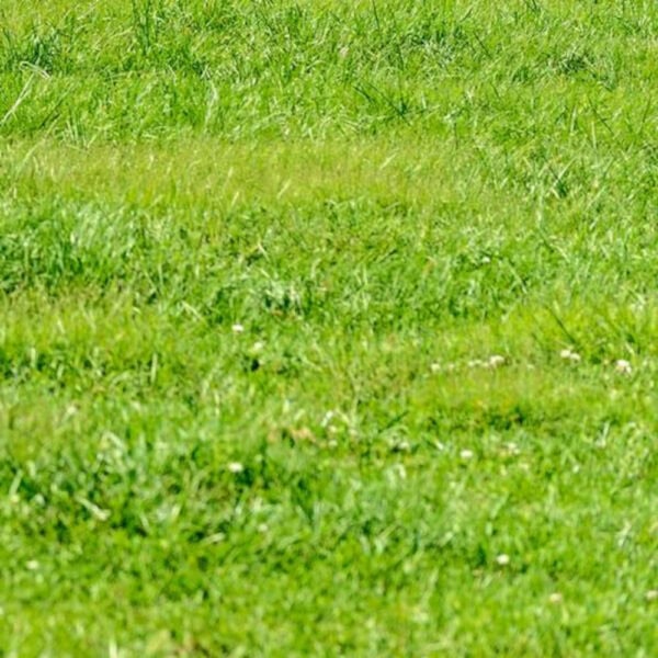 Pasture Grass – 16% CP 55% NDF