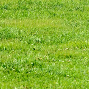 Pasture Grass – 24% CP 40% NDF