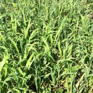 Pasture Legume – 28% CP 33% NDF