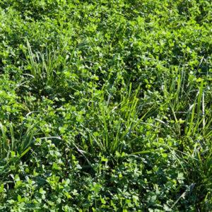 Pasture Mixed – 26% CP 35% NDF