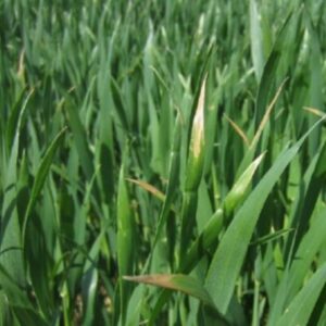 Pasture Rye Grass – Italian