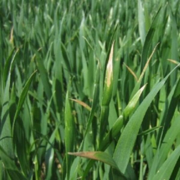 Pasture Rye Grass – Italian