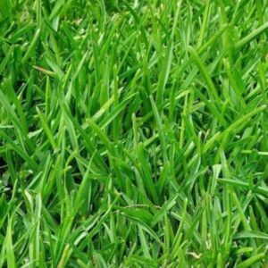 Pasture Rye Grass – Perennial