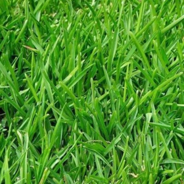 Pasture Rye Grass – Perennial