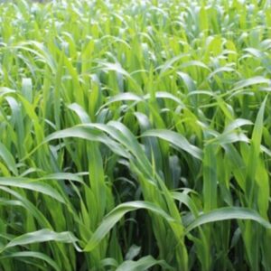 Pasture Sorghum Sudan – 17% CP 55% NDF