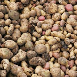 Potato By-Product Meal