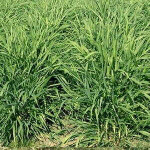 Reed Canary Silage – 15% CP 56% NDF