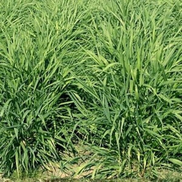 Reed Canary Silage – 15% CP 56% NDF