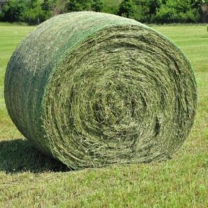 Rye Grass Silage – 21% CP 50% NDF
