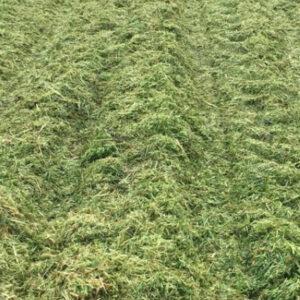 Silage Oat – 13% CP 60% NDF