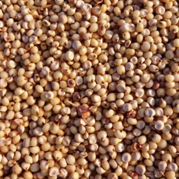 Sorghum/Milo – High Moisture