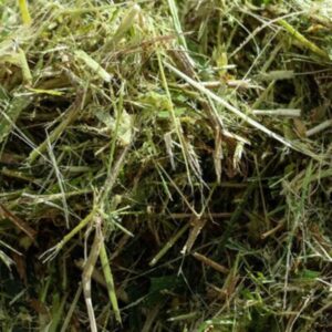 Sorghum Sudan Silage – 11% CP 68% NDF