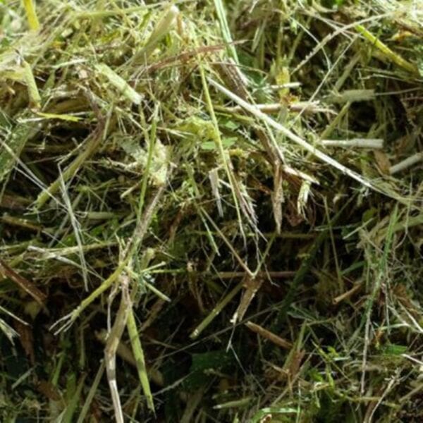 Sorghum Sudan Silage – 11% CP 68% NDF