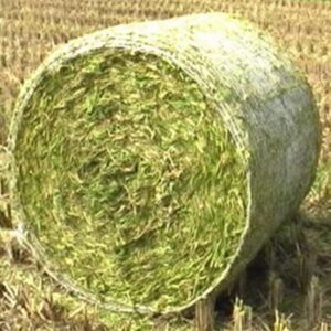 Triticale Silage